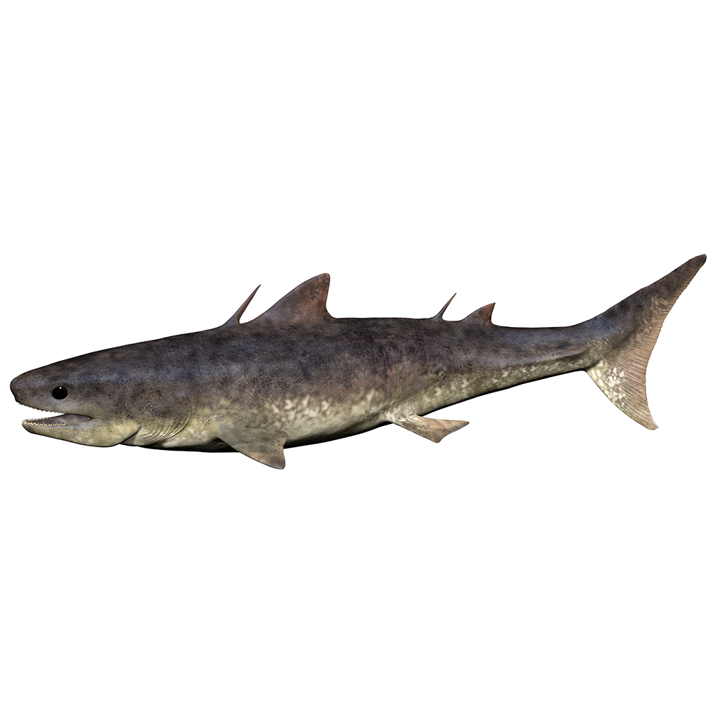 裂口鲨Cladoselache · 图片