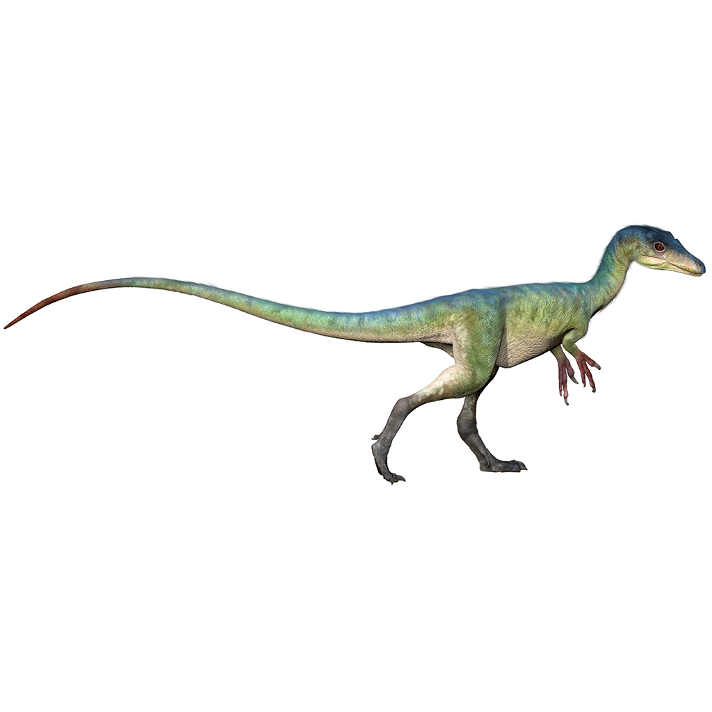 Compsognathus美颌龙